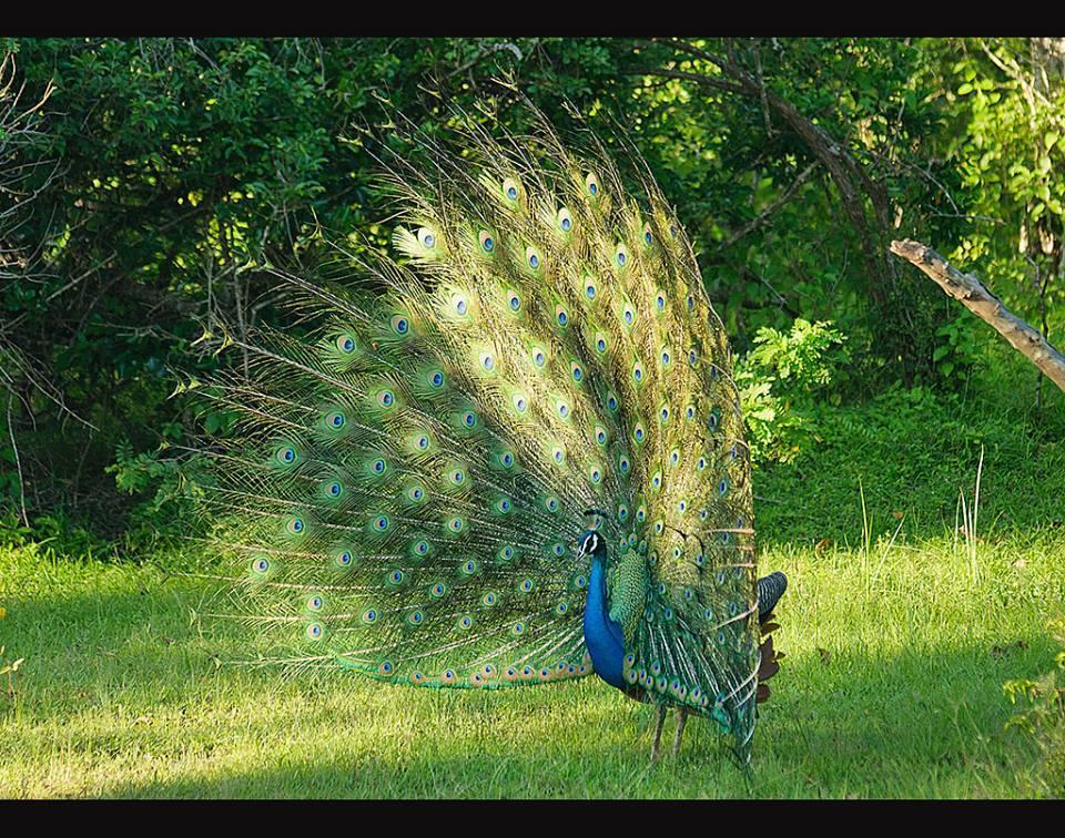 Villa Butterfly Moragalla Zewnętrze zdjęcie